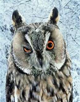 Images Dated 25th May 2006: Owl blinking / winking (digitally enhanced) captive