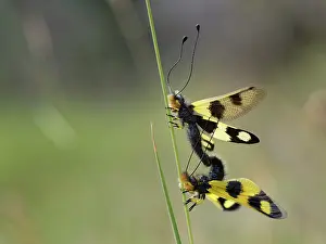 Spotted Prints: Owlflies (Libelloides macaronius) pair mating on a grass stem in coastal grassland