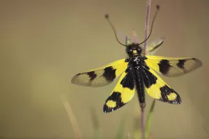 Macedonia Prints: Owlfly / Butterly lion / Ascalaphid (Libelloides longicornis) Stenje region