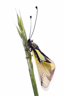 Owlfly (Libelloides coccajus) on grass, Queyras Natural Park, France, May 2009