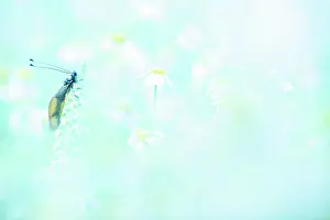 Asterales Prints: Owly sulphur (Libelloides coccajus) resting in a meadow of Ox-eye daisies (Leucanthemum vulgare)