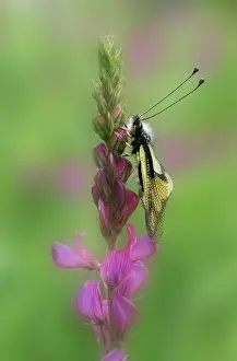 Italy Prints: Owly sulphur (Libelloides coccajus) resting on Sainfoin (Onobrychis sp)