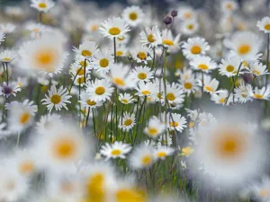 Ox-eye daises (Leucanthemum vulgare) in meadow, England, UK. June Ox-eye daises (Leucanthemum vulgare) in meadow, England, UK. June