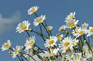Yellow Collection: Ox-eye daisies (Leucanthemum vulgare) in herb rich conservation margin around farmland