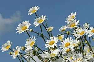Ox-eye daisies (Leucanthemum vulgare) in herb rich conservation margin around farmland