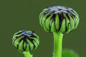 Sunflower Family Prints: Ox-eye daisy (Leucanthemum vulgare) close up of buds, Dorset, England, UK. April
