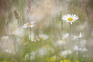 Green Woodlands Collection: Oxeye daisies (Leucanthemum vulgare) in upland hay meadow, Northumberland National Park, UK, June