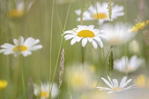 June 2021 Highlights Collection: Oxeye daisies (Leucanthemum vulgare)in upland hay meadow, Northumberland National Park