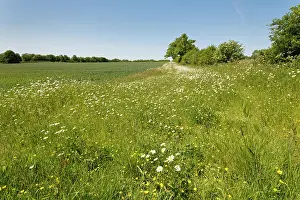 Ranunculaceae Prints: Oxeye daisies (Leucanthemum vulgare) and Meadow buttercups (Ranunculus acris)
