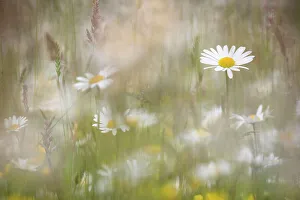 Leucanthemum Prints: Oxeye daisies (Leucanthemum vulgare) in upland hay meadow