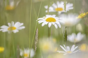 Oxeye daisies (Leucanthemum vulgare)in upland hay meadow, Northumberland National Park