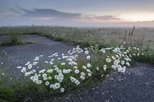 Castelein 100 Landscapes Collection: Oxeye daisy (Leucanthemum vulgare) growing amongst tarmac and at field edge