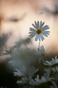 Oxeye Daisy (Leucanthemum vulgare) flower head at dusk. Scotland, UK, June
