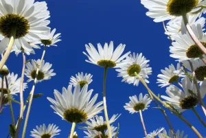 Images Dated 16th June 2008: Oxeye daisy {Leucanthemum vulgare} flowers, Cornwall, UK. June