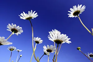 Arty Prints: Oxeye daisy / Marguerite {Leucanthemum vulgare} flowers, Devon, UK