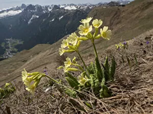 Oxlip (Primula elatior) in alpine pasture following snow melt, mountains in background