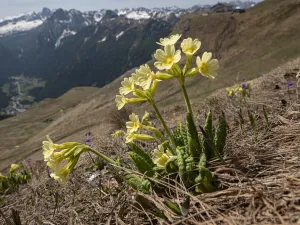 Primulaceae Prints: Oxlip (Primula elatior) in alpine pasture following snow melt, mountains in background