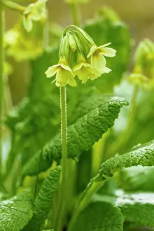 Primulaceae Prints: Oxlip (Primula elatior) in flower, Monmouthshire, Wales, UK. March. Focus stacked image