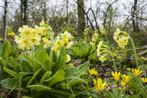 2020 April Highlights Prints: Oxlip (Primula elatior) growing in Shadwell Woods Reserve, Essex, England, UK, April