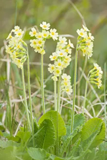 Steve Nicholls - Flowers Of The Field Prints: Oxlip (Primula elatior) growing in Shadwell Woods Reserve, Essex, England, UK, April