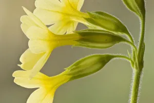Oxlip (Primula elatior), Hayley Wood, Cambridgeshire, a Wildlife Trust for Bedfordshire Oxlip (Primula elatior), Hayley Wood, Cambridgeshire, a Wildlife Trust for Bedfordshire