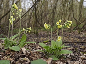 Oxlips (Primula eliator) flowering in coppice woodland, a rare and important ancient