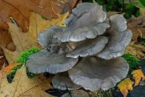 Mushroom Prints: Oyster mushroom (Pleurotus ostreatus) growing on tree stump in forest in autumn
