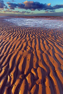 Absence Gallery: Oystercatcher (Haematopus ostralegus) footprints on sand at low tide, Norfolk, England