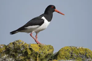 Bernard Castelein Gallery: Oystercatcher (Haematopus ostralegus) by the coast, Island of Runde, Norway July