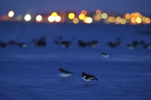 Images Dated 2010 November: 