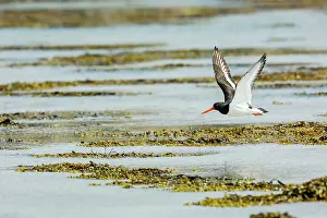 Inner Hebrides Prints: Oystercatcher (Haematopus ostralegus) in flight over over the shore