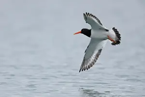 Oystercatcher Prints: Oystercatcher (Haematopus ostralegus) in flight over water, Varanger, Norway. July
