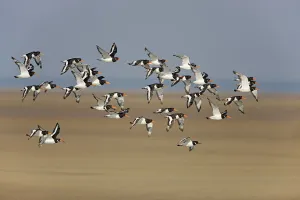 Oystercatcher (Haematopus ostralegus) flock in flight, Liverpool Bay, Lancashire, UK