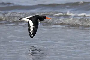 Oystercatcher Prints: Oystercatcher (Haematopus ostralegus) flying low over water, Norfolk, England, UK. January