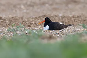 Oystercatcher (Haematopus ostralegus) incubating eggs on beach, Norfolk, England, UK. June
