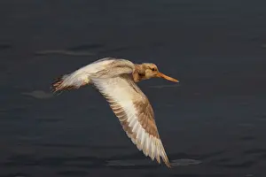 Oystercatcher Prints: Oystercatcher (Haematopus ostralegus) leucistic