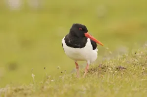 Oystercatcher (Haematopus ostralegus) on machair grassland, Outer Hebrides, Scotland
