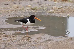 Norfolk Prints: Oystercatcher (Haematopus ostralegus) summer breeding plumage