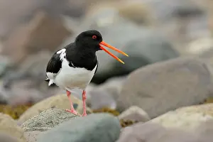 Pebbles Prints: Oystercatcher (Haematopus ostralegus) walking over pebbles on the shore