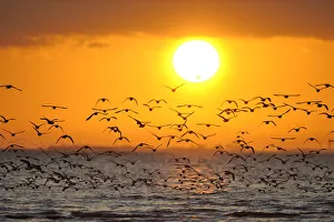 Skies Prints: Oystercatchers (Haematopus ostralegus) arriving to roost at Snettisham on the Wash