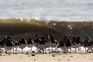 Waders Prints: Oystercatchers (Haematopus ostralegus) roosting at high tide, Severn Estuary, Swansea