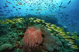 School Prints: Pacific barrel sponge (Xestospongia testudinaria) with schooling Bigeye snappers (Lutjanus lutjanus)