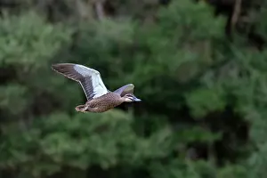 Duck Prints: Pacific black duck (Anas superciliosa) in flight