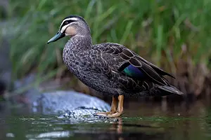 Duck Prints: Pacific black duck (Anas superciliosa) standing on a rock in river