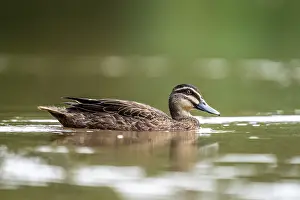 Duck Prints: Pacific black duck (Anas superciliosa) on water