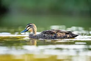 Duck Prints: Pacific black duck (Anas superciliosa) on water