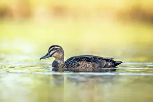 Duck Prints: Pacific black duck (Anas superciliosa) on water in evening sunlight