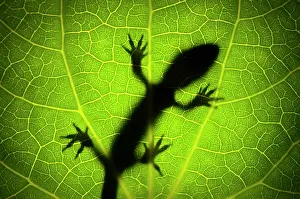 Gecko Prints: Pacific gecko (Dactylocnemis pacificus) silhouetted through a translucent Kawakawa (Piper excelsum) leaf