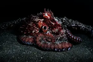 Japan Prints: Pacific giant octopus (Enteroctopus dofleini) resting on seabed beside encrusted metal bar