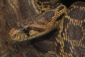 Colubridae Prints: Pacific gopher snake (Pituophis melanoleucus catenifer), Captive, USA